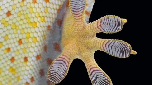 1738755963_Gecko-feet-inspire-anti-slip-shoe-soles.jpg Close-up of a Tokay gecko's toe pads.