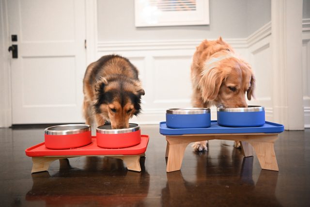 1738874344_Trot-Pets-Unveils-Chic-System-To-Feed-Your-Furry-Friends.jpg Trot Pets Unveils Chic System To Feed Your Furry Friends