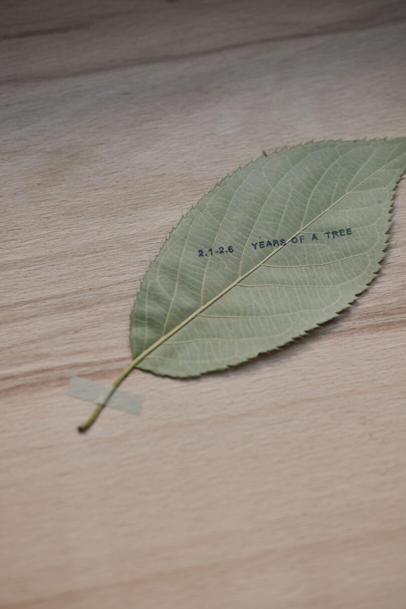 A single leaf is taped to a wooden surface, with text printed on it reading 