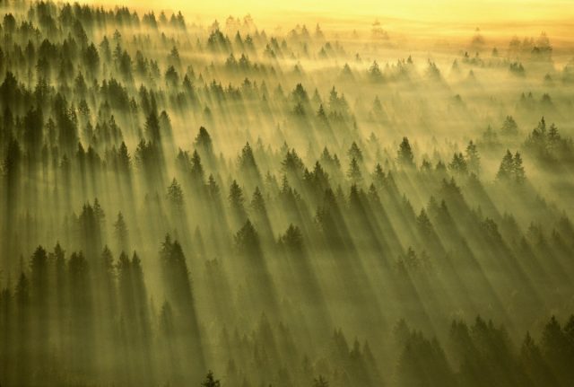 Amazon-Microsoft-and-Exxon-want-to-make-scandal-plagued-carbon-markets.jpg Sun streaming through dawn mist over a forest in Washington State, USA.