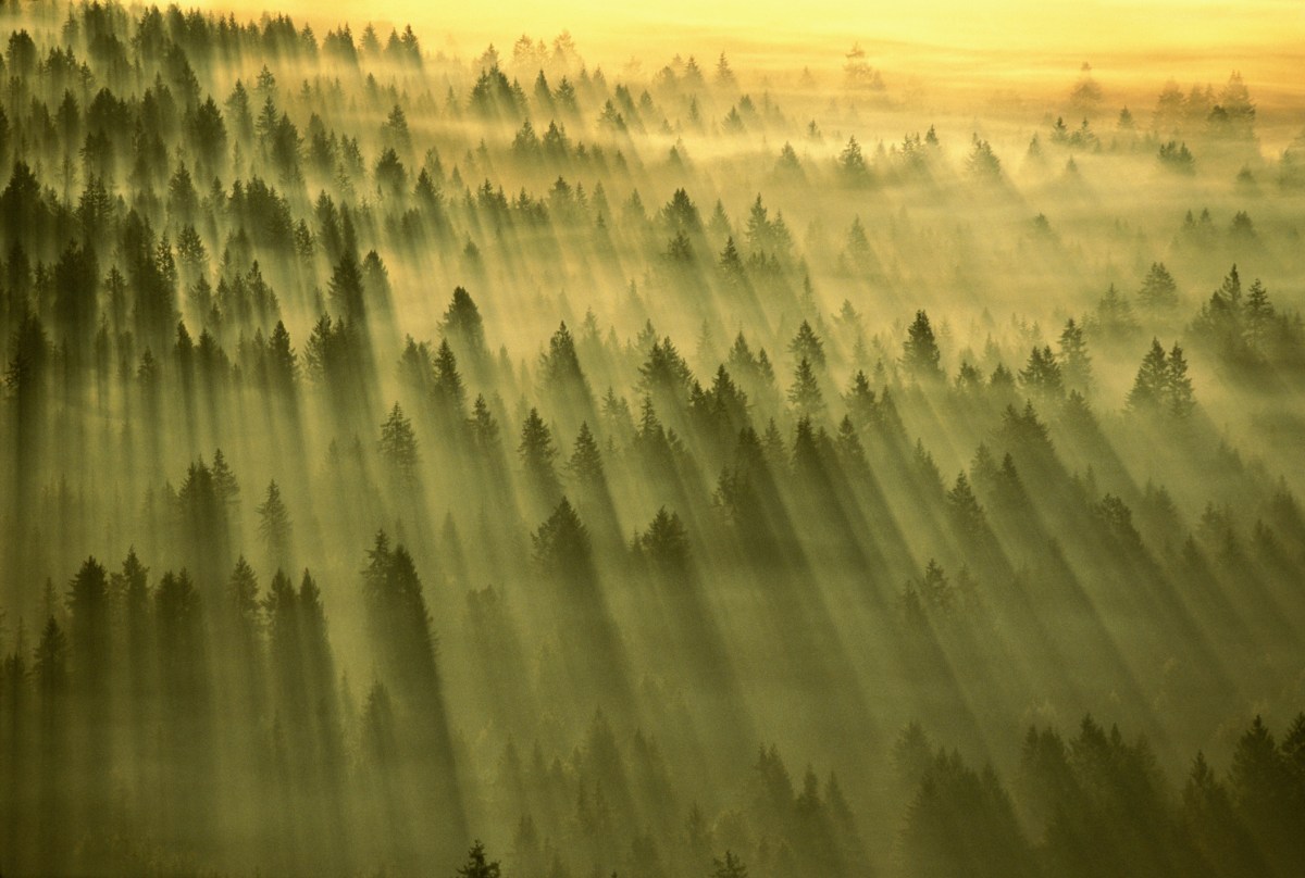 Amazon-Microsoft-and-Exxon-want-to-make-scandal-plagued-carbon-markets.jpg Sun streaming through dawn mist over a forest in Washington State, USA.