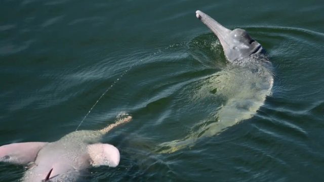 Let-us-spray-River-dolphins-launch-pee-streams-into-air.jpg A male Amazon river dolphin floating on his back and urinating into the air