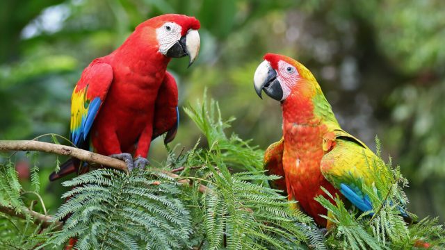 Parrots-struggle-when-told-to-do-something-other-than-mimic.jpg Two bright red and yellow parrots sitting on a tree branch facing each other, with green foliage in the background.