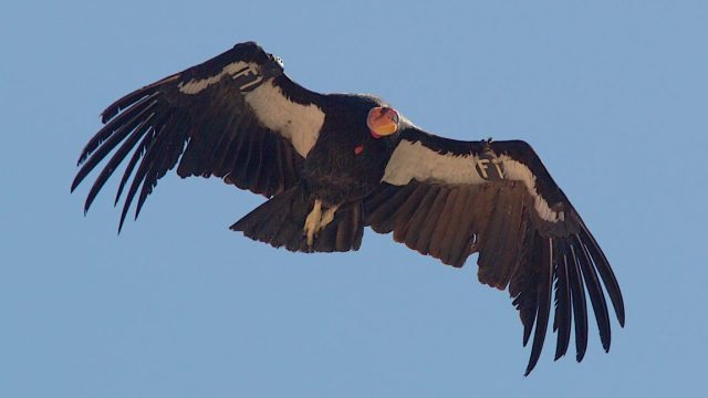 Return-of-the-California-Condor.jpg Return of the California Condor