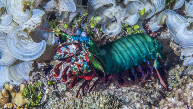 The-seemingly-indestructible-fists-of-the-mantis-shrimp-can-take.jpg A mantis shrimp, notable for having vibrant coloration and a lot of body segments, moves across the ocean floor.