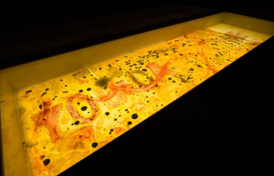A vitrine showing a group of bacteria samples that surround text reading 'YOU CAN CALL ME.'