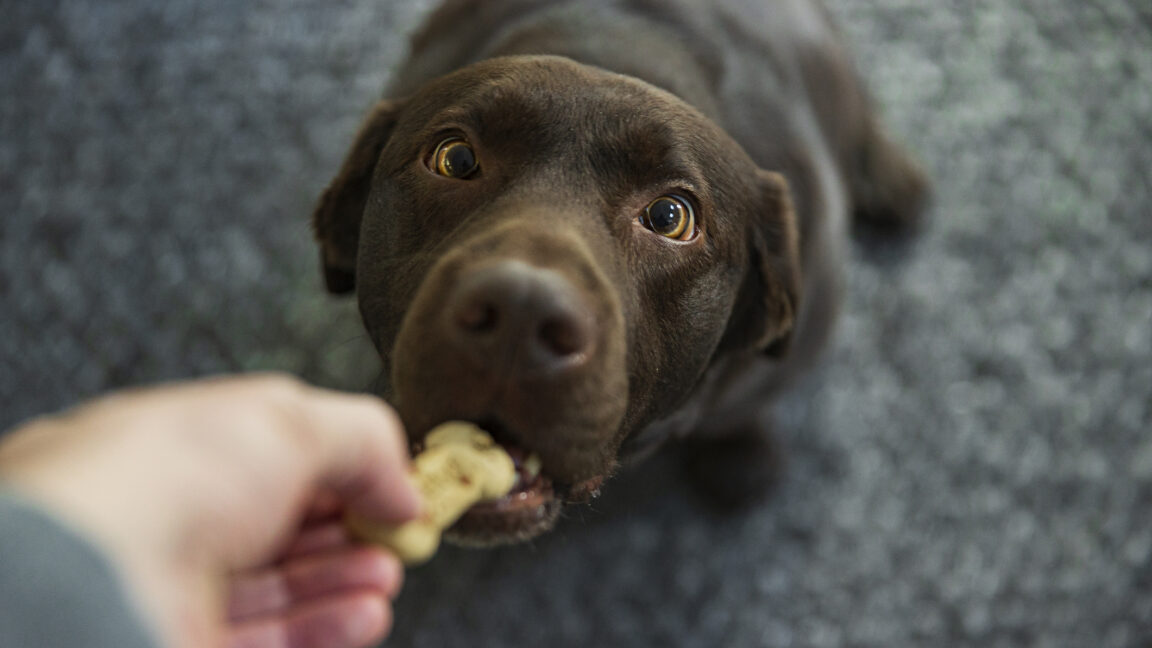 Have-we-accidentally-bred-some-dogs-for-obesity.jpg A chocolate colored Labrador retriever in a seated position, reaching with its mouth for a snack held by a human hand.
