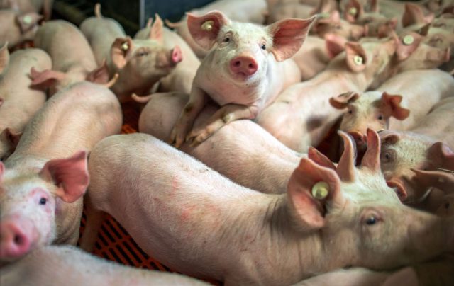Piglets-Stolen-from-Art-Installation-in-Which-They-Were-Left.jpg Piglets Stolen from Art Installation in Which They Were Left to Starve