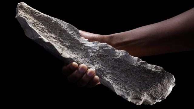 Prehistoric-bone-tool-cache-suggests-advanced-reasoning-in-early-hominins.jpg An elephant humerus that has been knapped into a tool.