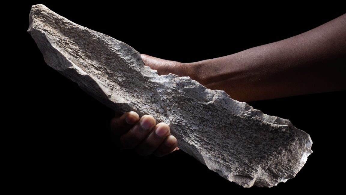 Prehistoric-bone-tool-cache-suggests-advanced-reasoning-in-early-hominins.jpg An elephant humerus that has been knapped into a tool.