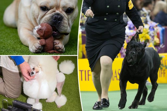 US' most popular dog risks losing top spot to another US' most popular dog risks losing top spot to another breed