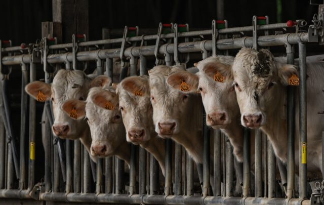a herd of cows