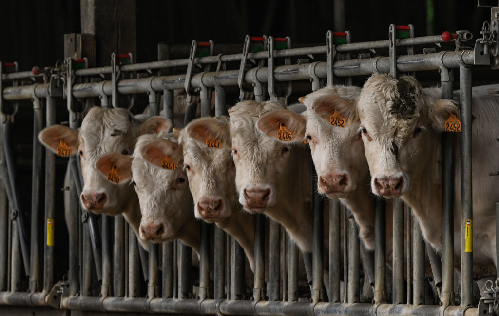 a herd of cows