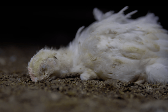 Your-chicken-dinner-could-be-funding-right-wing-politics-without-your.png Your chicken dinner could be funding right-wing politics without your knowledge