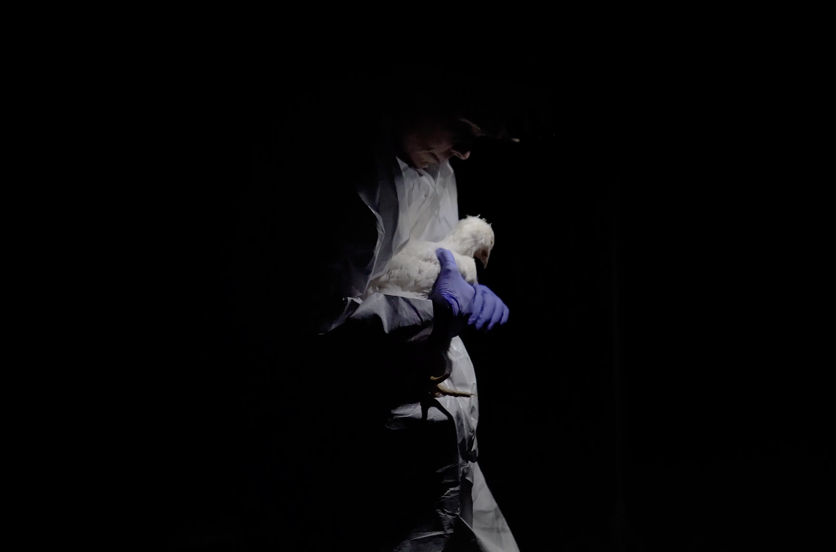 A dark image of a spotlit person holding a chicken with purple gloves on