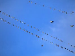 Beyond Bluesky: These are the apps building social experiences on the AT Protocol