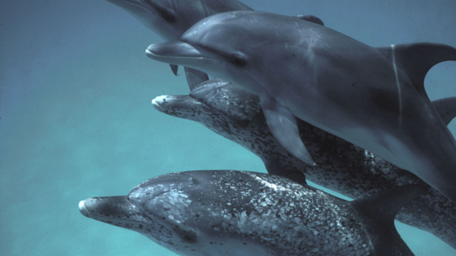 1744661763_Google-created-a-new-AI-model-for-talking-to-dolphins.png Atlantic spotted dolphins