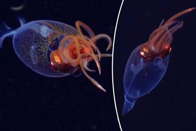 Colossal squid captured on camera in habitat for the first Colossal squid captured on camera in habitat for the first time