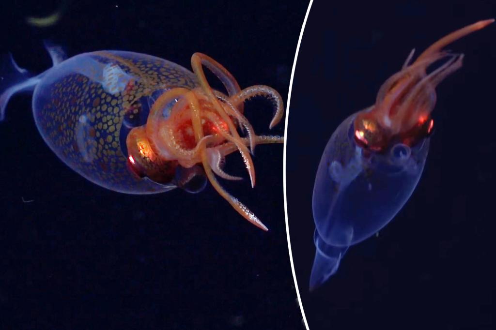 Colossal squid captured on camera in habitat for the first Colossal squid captured on camera in habitat for the first time