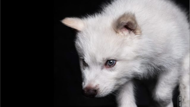Image of a small white wolf pup against a black backdrop.