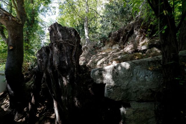 View of tree roots in shade.