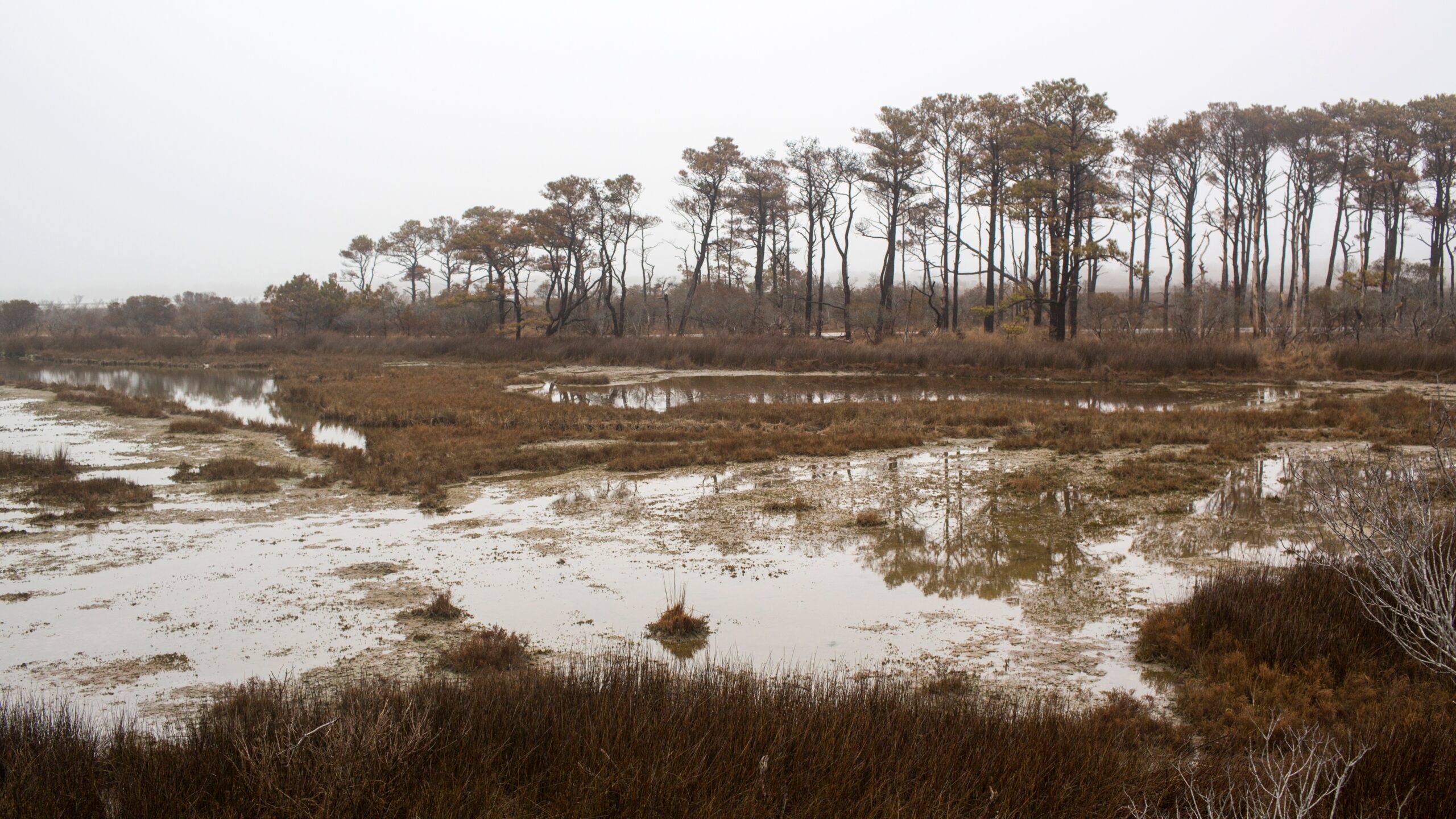 Ghost-forests-are-growing-as-sea-levels-rise.jpg Ghost forests are growing as sea levels rise