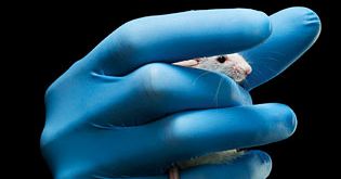 How-the-Inbred-Lab-Mouse-Helps-Reprogram-the-Human-Genome.jpg How the Inbred Lab Mouse Helps Reprogram the Human Genome