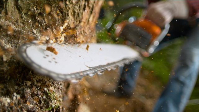 ISPs-and-robocallers-love-the-FCC-plan-to-delete-as.jpg Lumberjack using chainsaw while cutting tree in a forest.