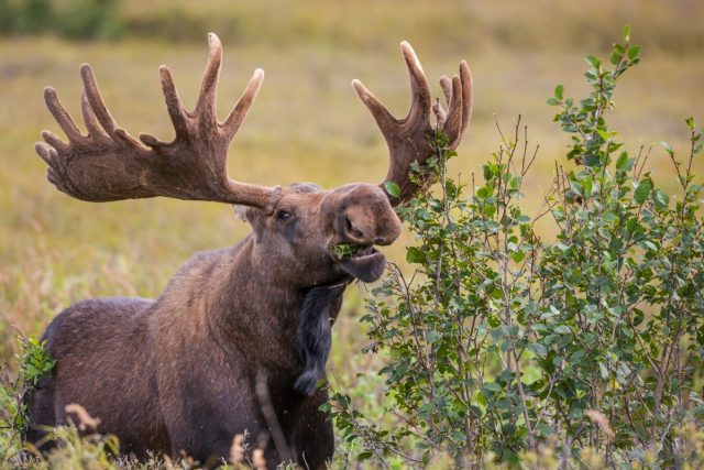 Stop-doomscrolling-and-watch-the-Great-Moose-Migration-livestream.jpg Bull moose feeds on alder plants