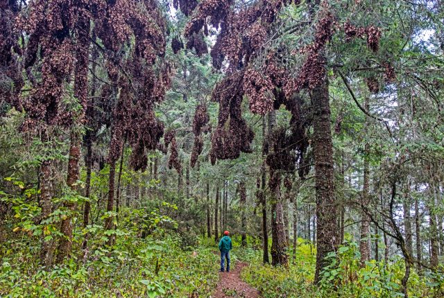 Trump-vs-endangered-species-Will-monarch-butterflies-get-protected.jpeg Trump vs. endangered species: Will monarch butterflies get protected?