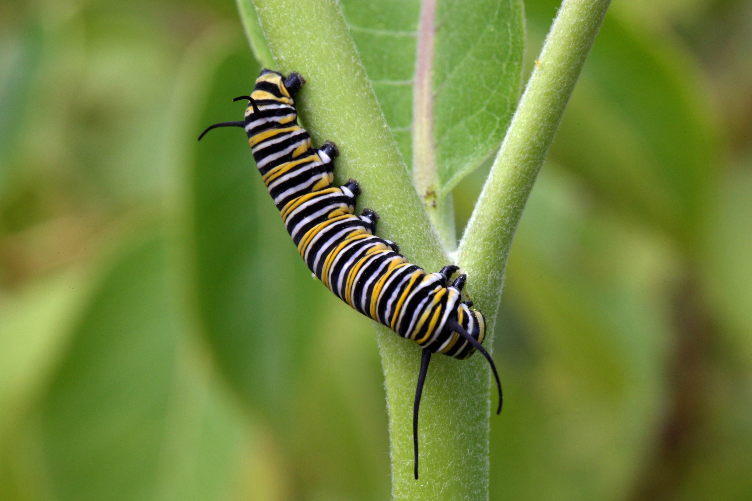 A monarch caterpillar.
