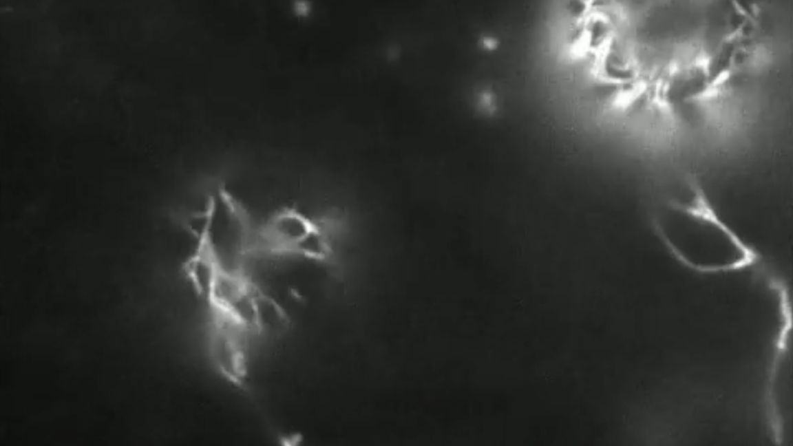 We-have-the-first-video-of-a-plant-cell-wall.png A greyscale image with a mostly black backdrop. Small areas of bright fibers are present in the left-center and upper right.