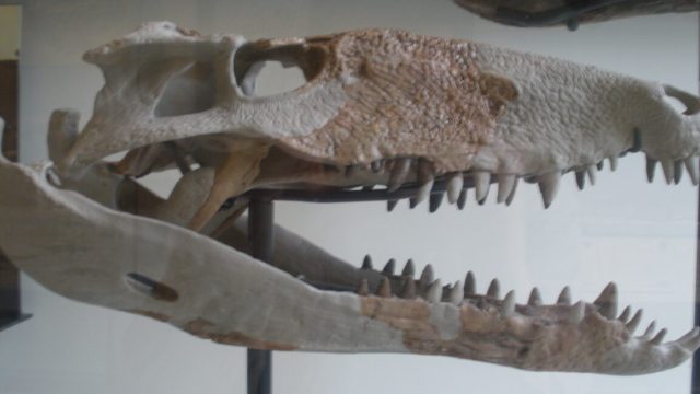 Carnivorous-crocodile-like-monsters-used-to-terrorize-the-Caribbean.jpg Photo of the elongated skull of a toothy reptile.
