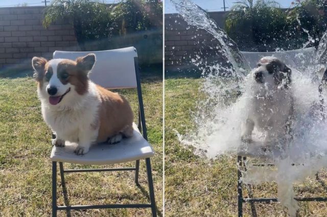 Dog owners slammed over 'cruel' new viral trend Dog owners slammed over 'cruel' new viral trend