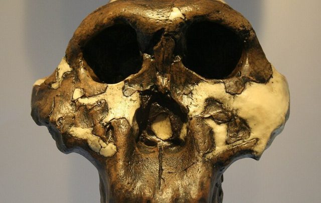 Enigmatic-hominin-species-studied-using-2-million-year-old-proteins.jpeg The skull of an early hominid, aged to a dark brown color. The skull is fragmentary, but the fragments are held in the appropriate locations by an underlying beige material.