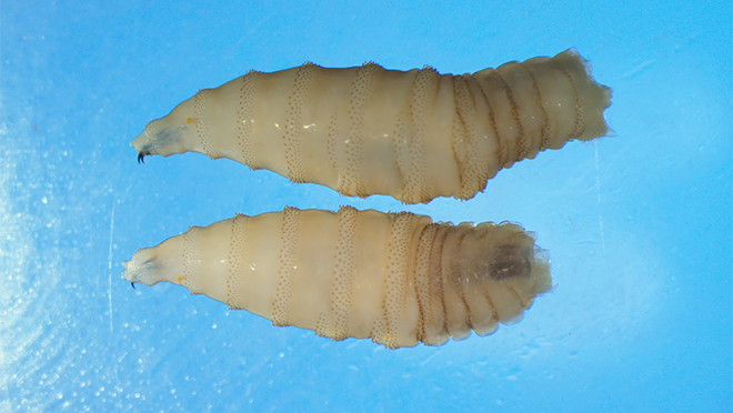 Screwworms are coming—and they’re just as horrifying as they sound
