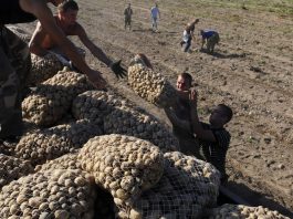 Lukashenko’s potato racket sparks outrage from regime opponents