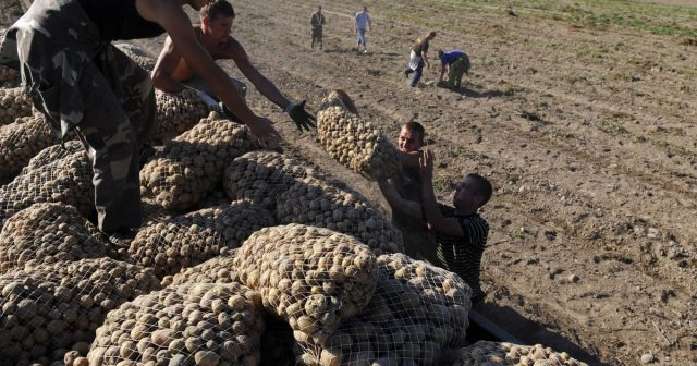 Lukashenko’s potato racket sparks outrage from regime opponents