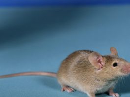A typical looking brown mouse an an all-blue background.