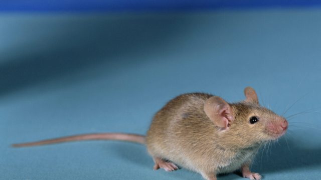 Researchers-get-viable-mice-by-editing-DNA-from-two-sperm.jpg A typical looking brown mouse an an all-blue background.