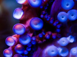 Image of the suckers of an octopus.