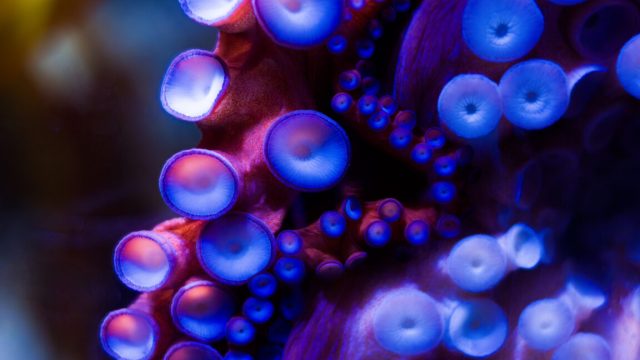 Robotic-sucker-can-adapt-to-surroundings-like-an-actual-octopus.jpg Image of the suckers of an octopus.