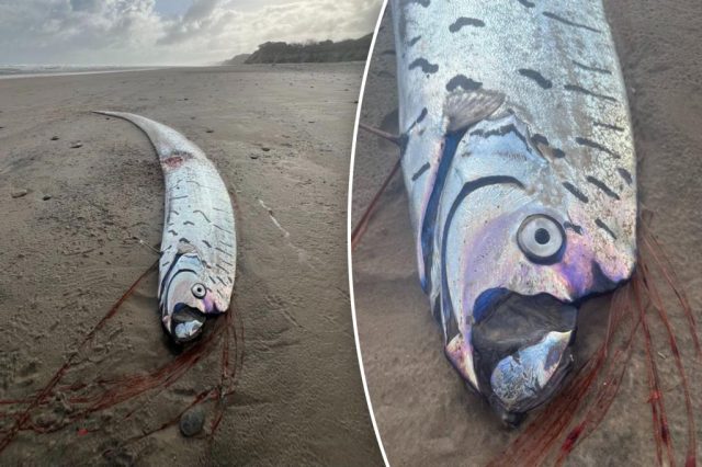 'Very rare' oarfish washes up on beach, sparking doomsday fears: 'We’re cooked, aren’t we?'