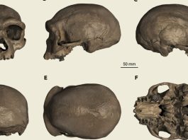View of a single skull from six different angles.