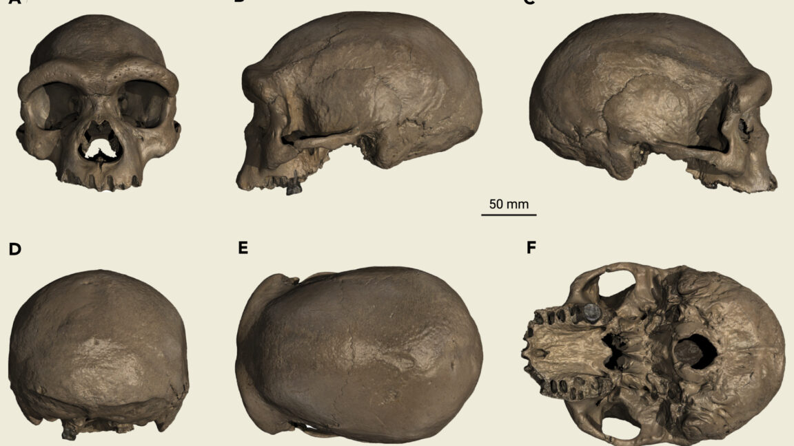 View of a single skull from six different angles.