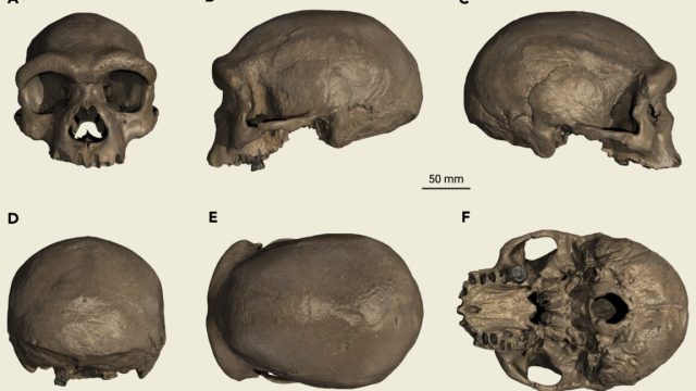 Weve-had-a-Denisovan-skull-since-the-1930s—only-nobody-knew.jpeg View of a single skull from six different angles.