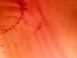 Wolfgang Tillmans Retrospective Centre Pompidou Paris