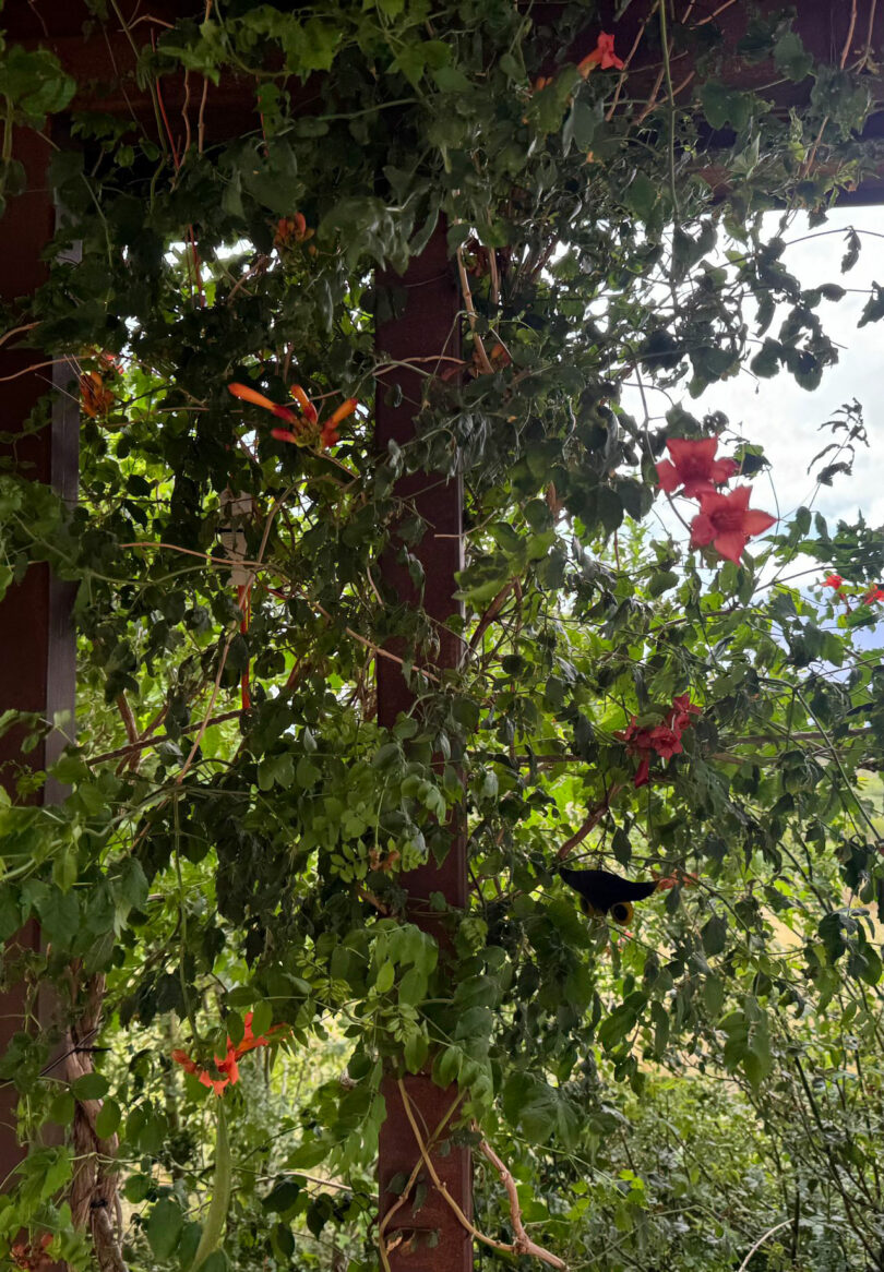A vine with red flowers climbs wooden beams; a small black bird is perched among the green leaves.