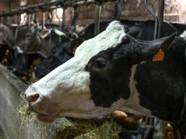 Brussels backs off from big farm shake-up. Cuts are coming anyway. 