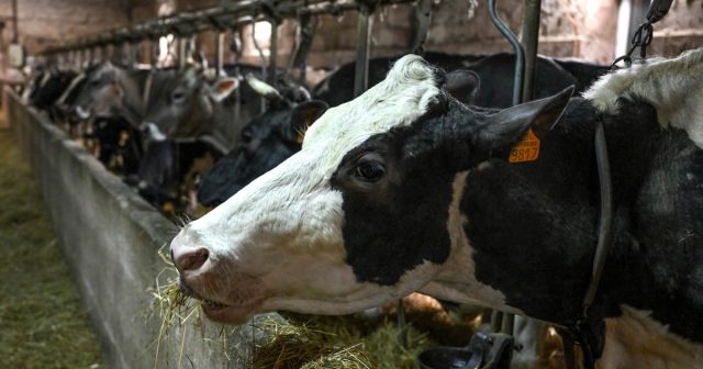 Brussels-backs-off-from-big-farm-shake-up-Cuts-are-coming.jpg Brussels backs off from big farm shake-up. Cuts are coming anyway.